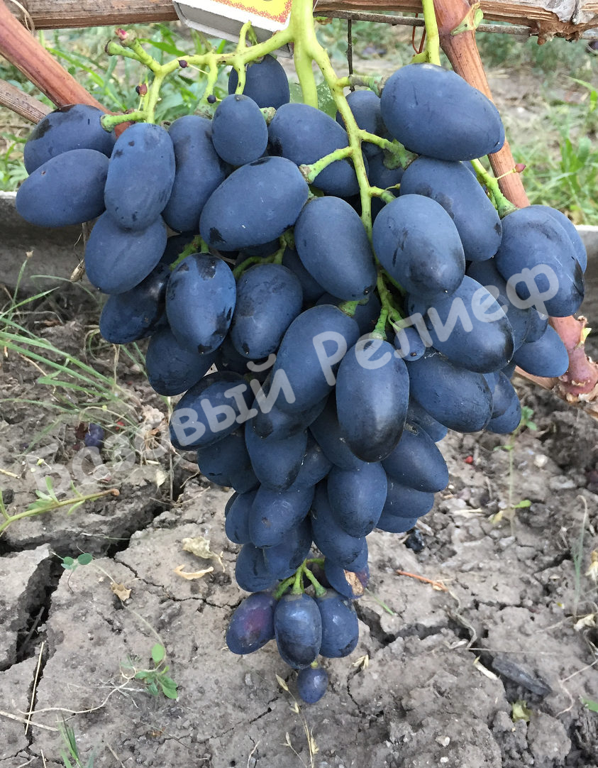 Виноград Надежда АЗОС