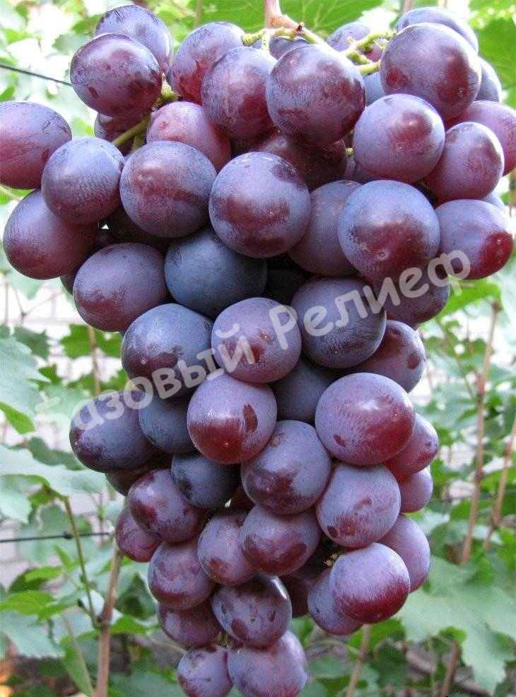 Виноград Низина