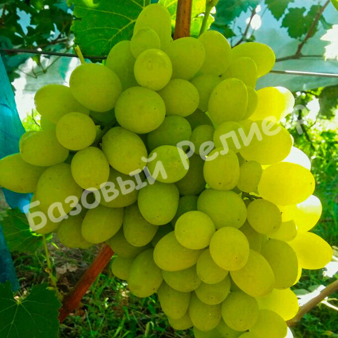Виноград Новый Подарок Запорожью