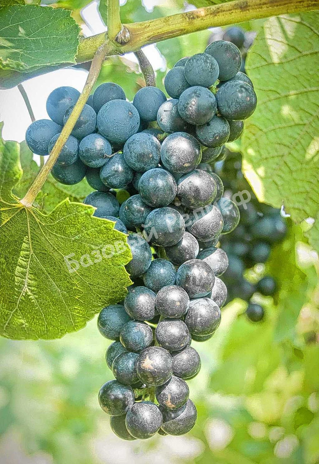 Виноград Оленьевский