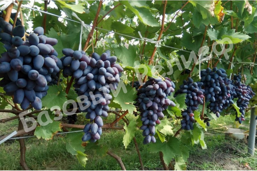 Виноград Памяти Негруля