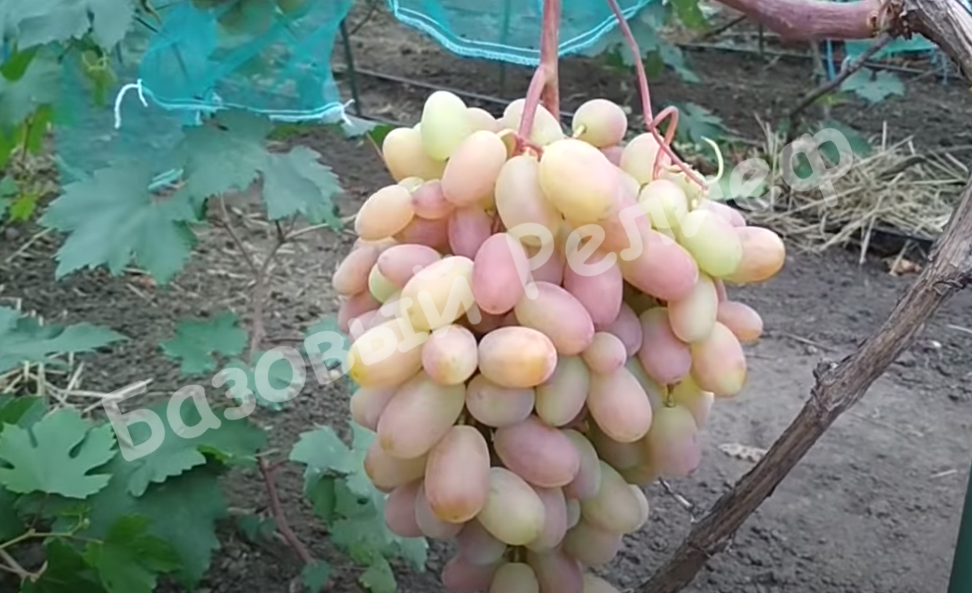 Виноград Памяти Смольникова
