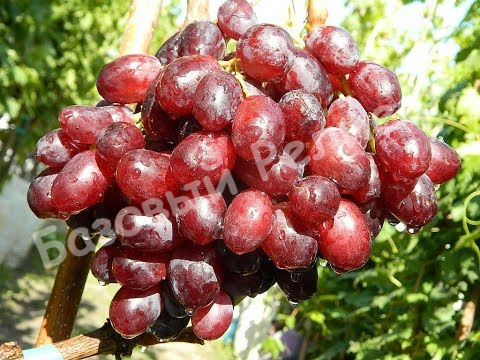 Виноград Памяти Смольникова
