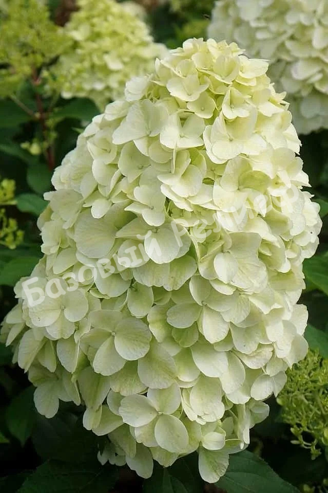 Гортензия Геркулес