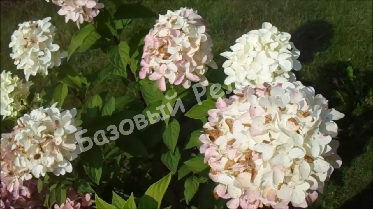 Гортензия Колорфул Коктейль
