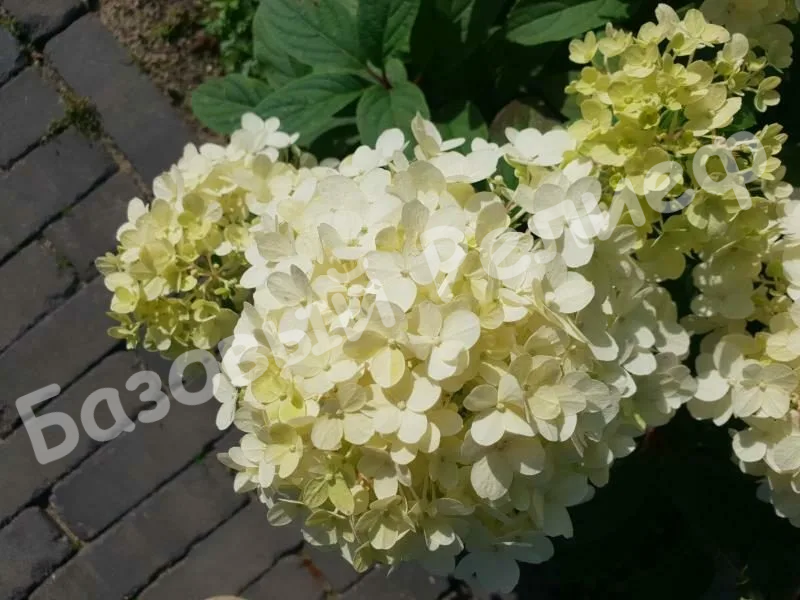 Гортензия Литл Альф