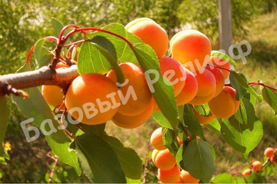 Абрикос Бархатный