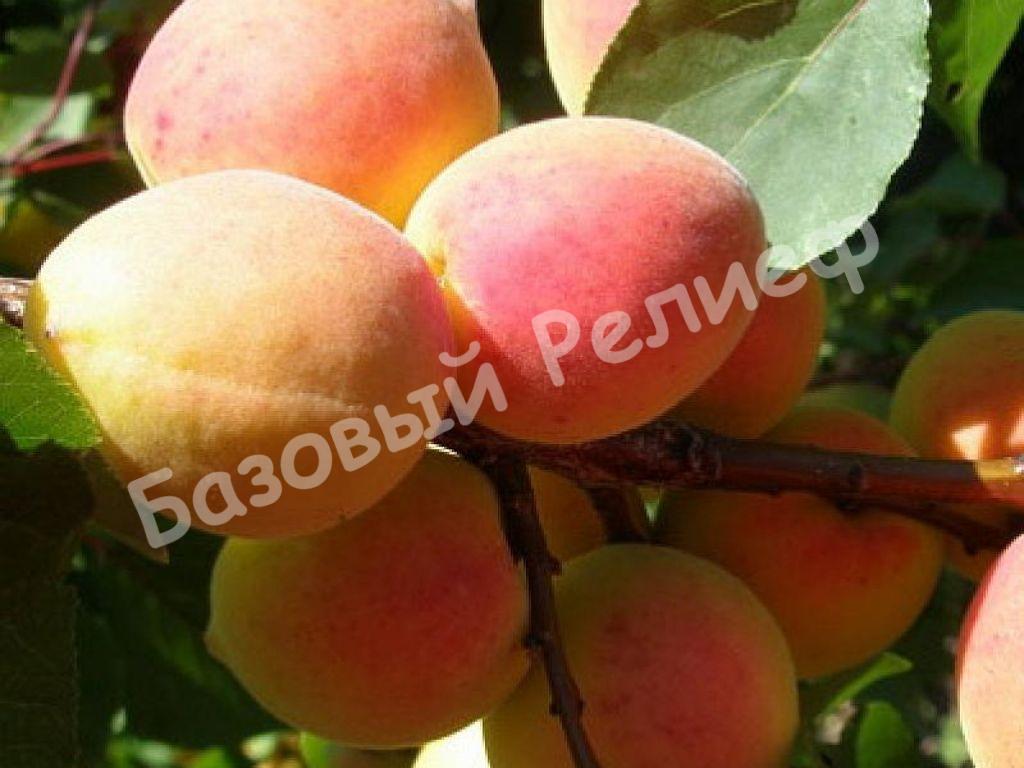 Абрикос Сенежский