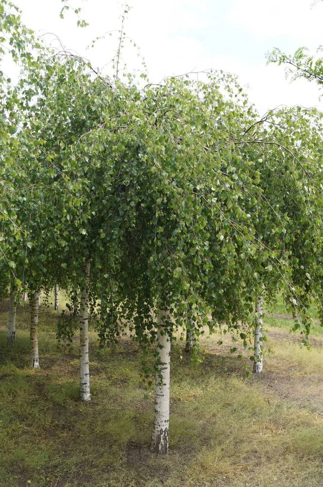 Береза Плакучая
