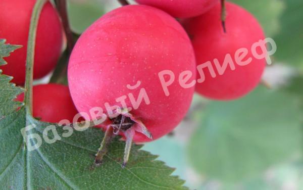 Боярышник крупноплодный