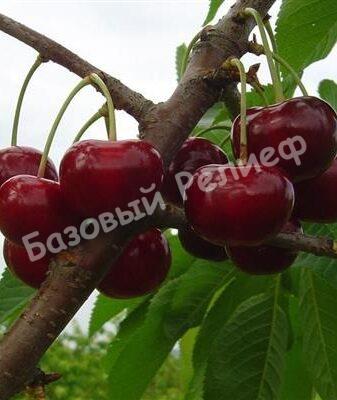 Черешня Волшебница