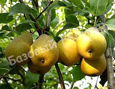 Груша Аленушка