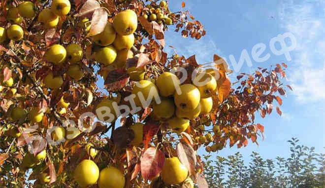 Груша осенняя Бере желтая
