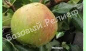 Груша осенняя Мелодия