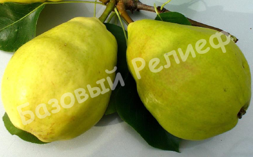 Груша осенняя Заметная