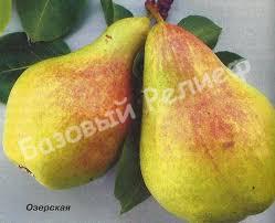 Груша Озерская
