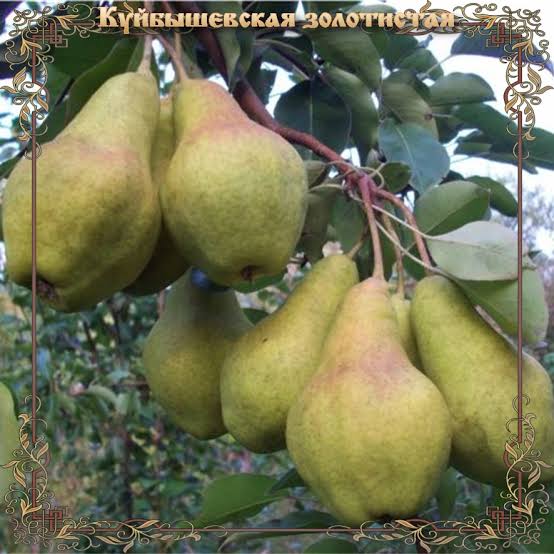Груша Куйбышевская золотистая
