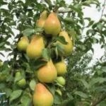 Груша Куйбышевская золотистая