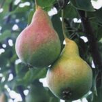 Груша Куйбышевская золотистая