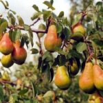 Груша Куйбышевская золотистая