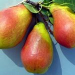 Груша осенняя Удачная Фалкенберга