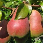 Груша осенняя Удачная Фалкенберга