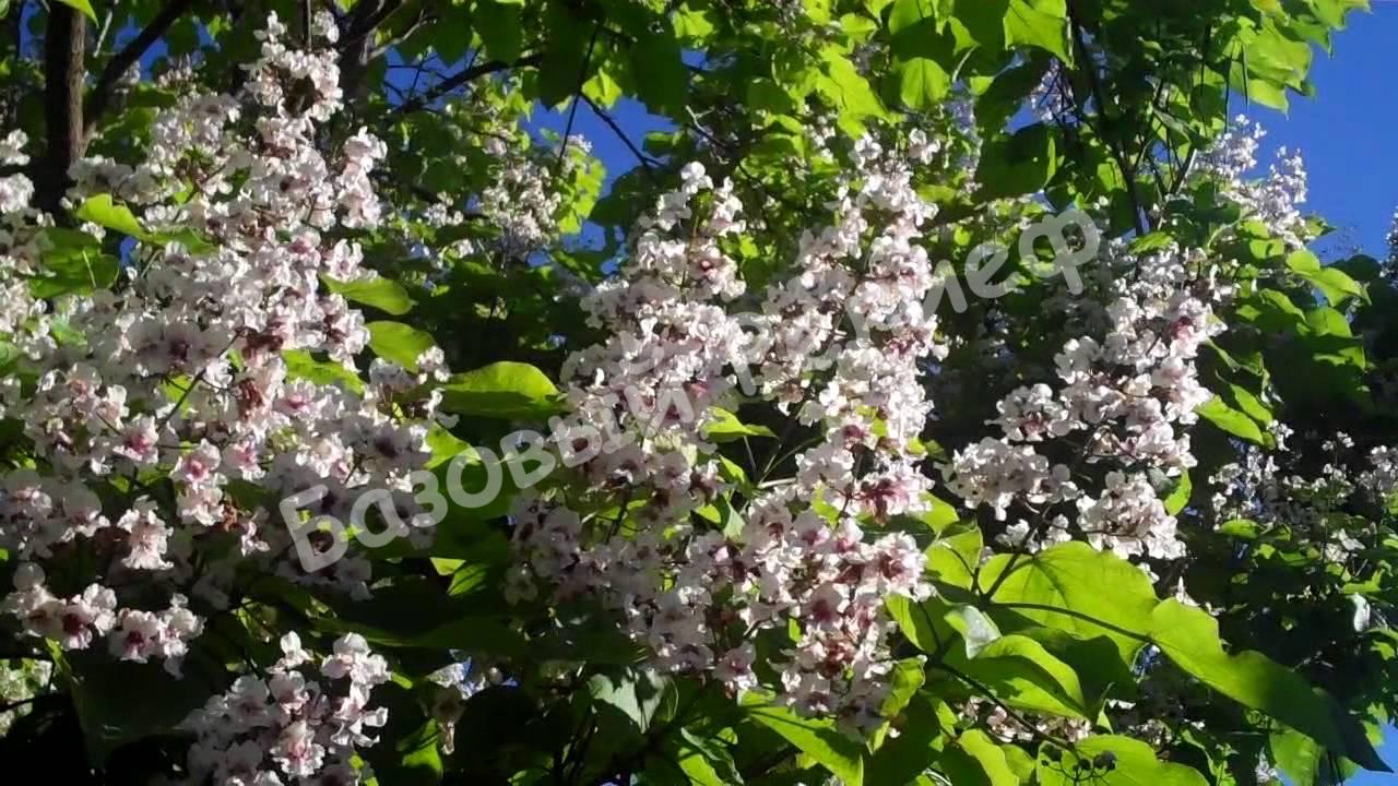 Катальпа шаровидная