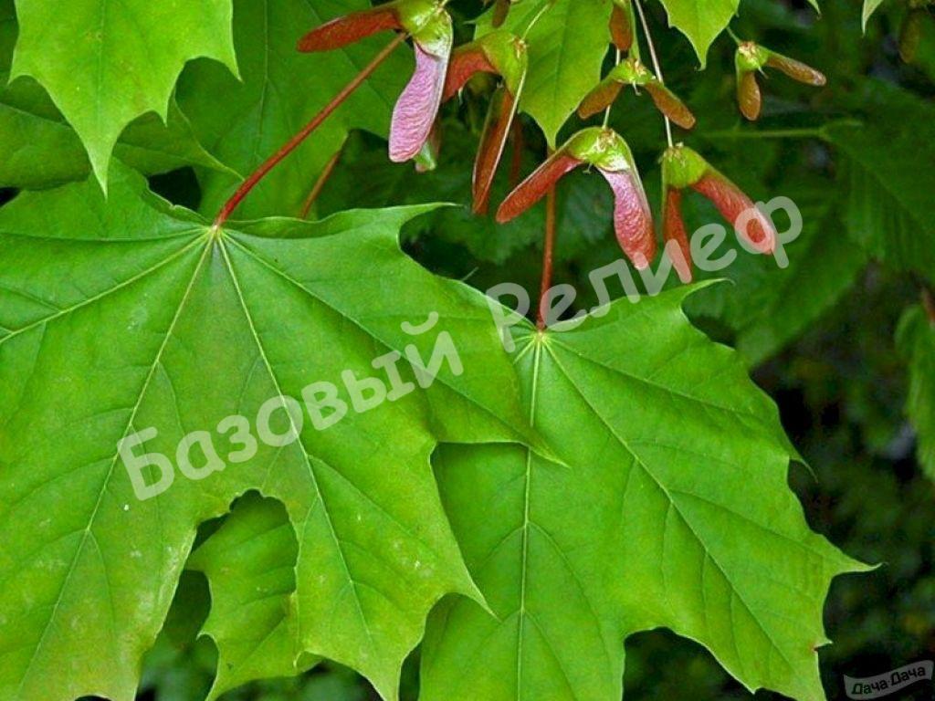 Клен завитой Литл Джем