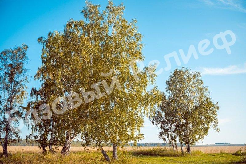 Береза Кудрявая