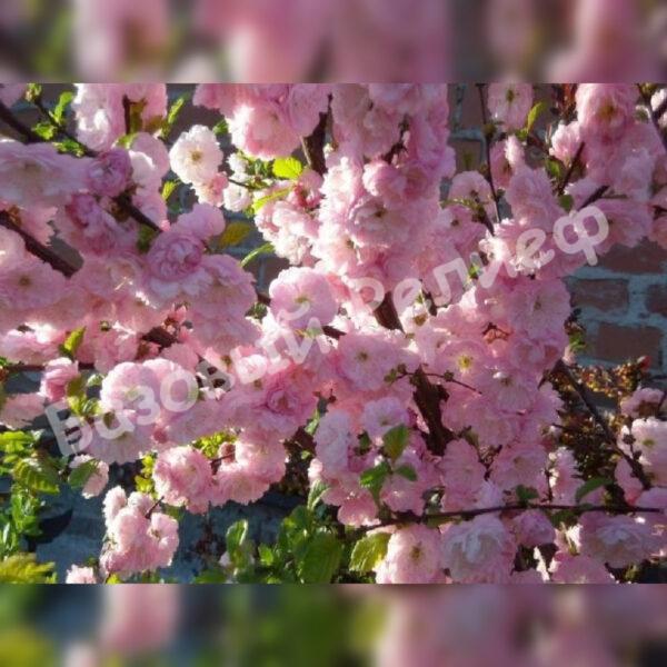 Миндаль трехлопастной Ладислава