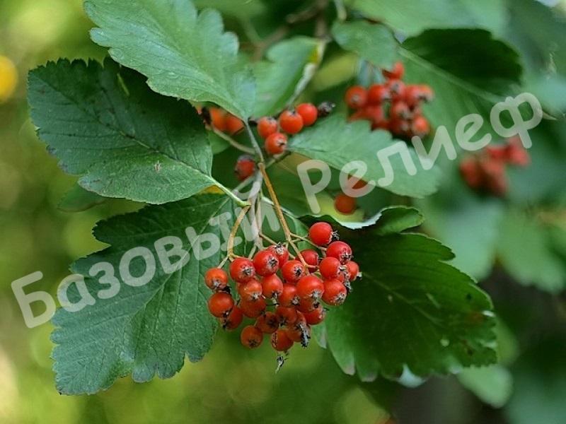 Рябина промежуточная шведская