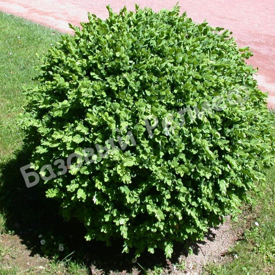 Самшит вечнозеленый Ротундифолия