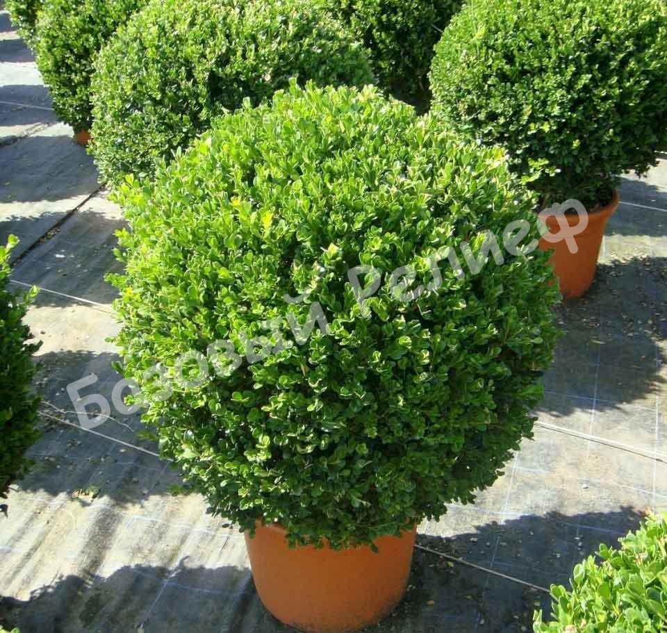Самшит вечнозеленый Латифолиа Макулата