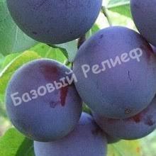 Слива Куйбышевская синяя