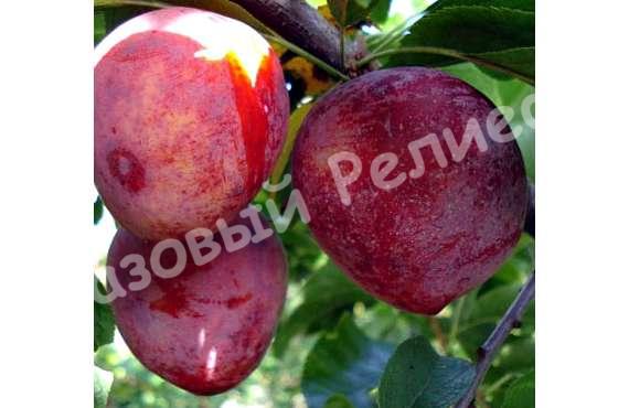 Слива Ред Харт