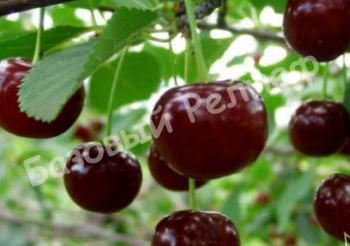 Вишня Десертная Тихоновой