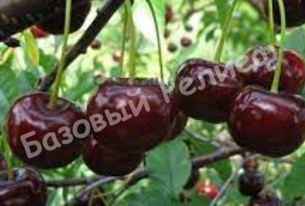 Вишня Десертная Тихоновой
