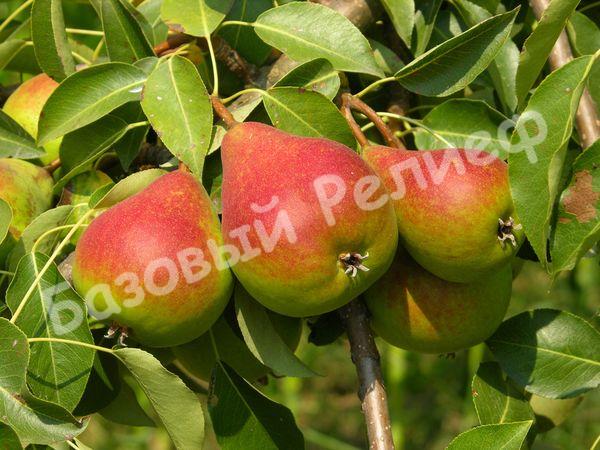 Груша Румяная Кедрина