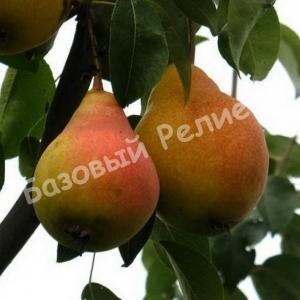 Груша Сладкая из Млиева