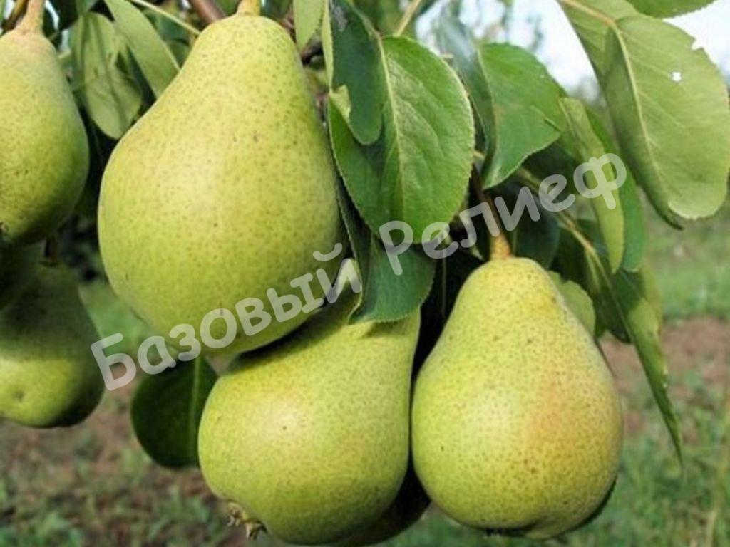 Груша Упоровка