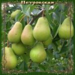 Груша Петровская