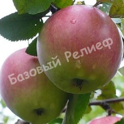 Яблоня зимняя Орловское полесье