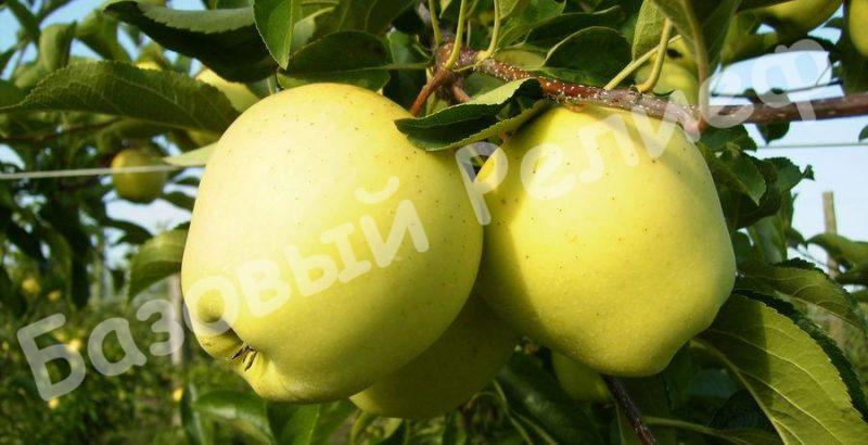 Яблоня зимняя Голубь мира