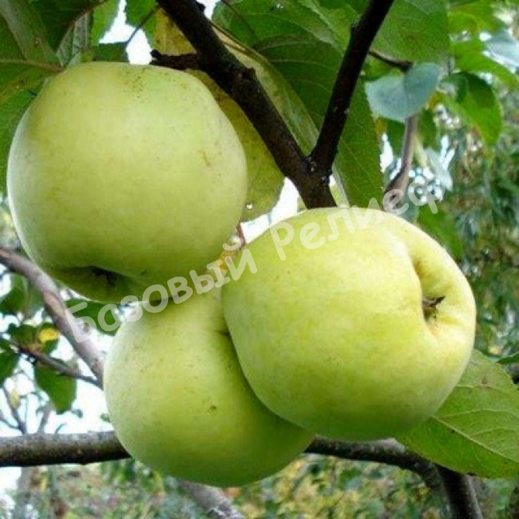 Яблоня зимняя Память Липунову