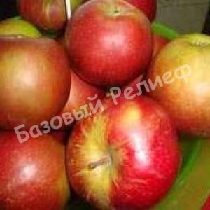 Яблоня зимняя Заславское