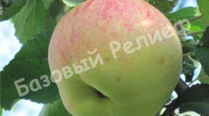 Яблоня зимняя Бежин Луг