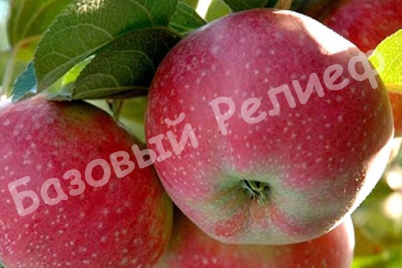 Яблоня зимнее Алое