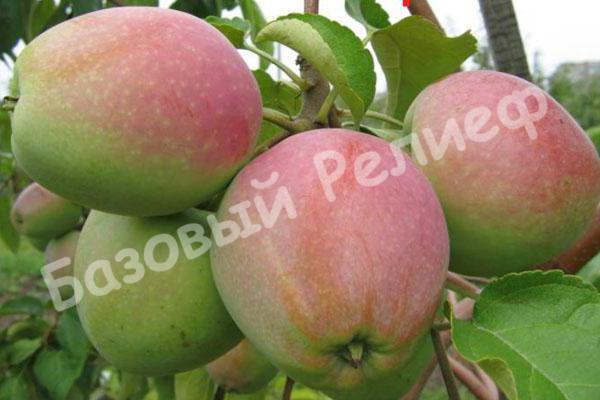 Яблоня зимняя Антанис