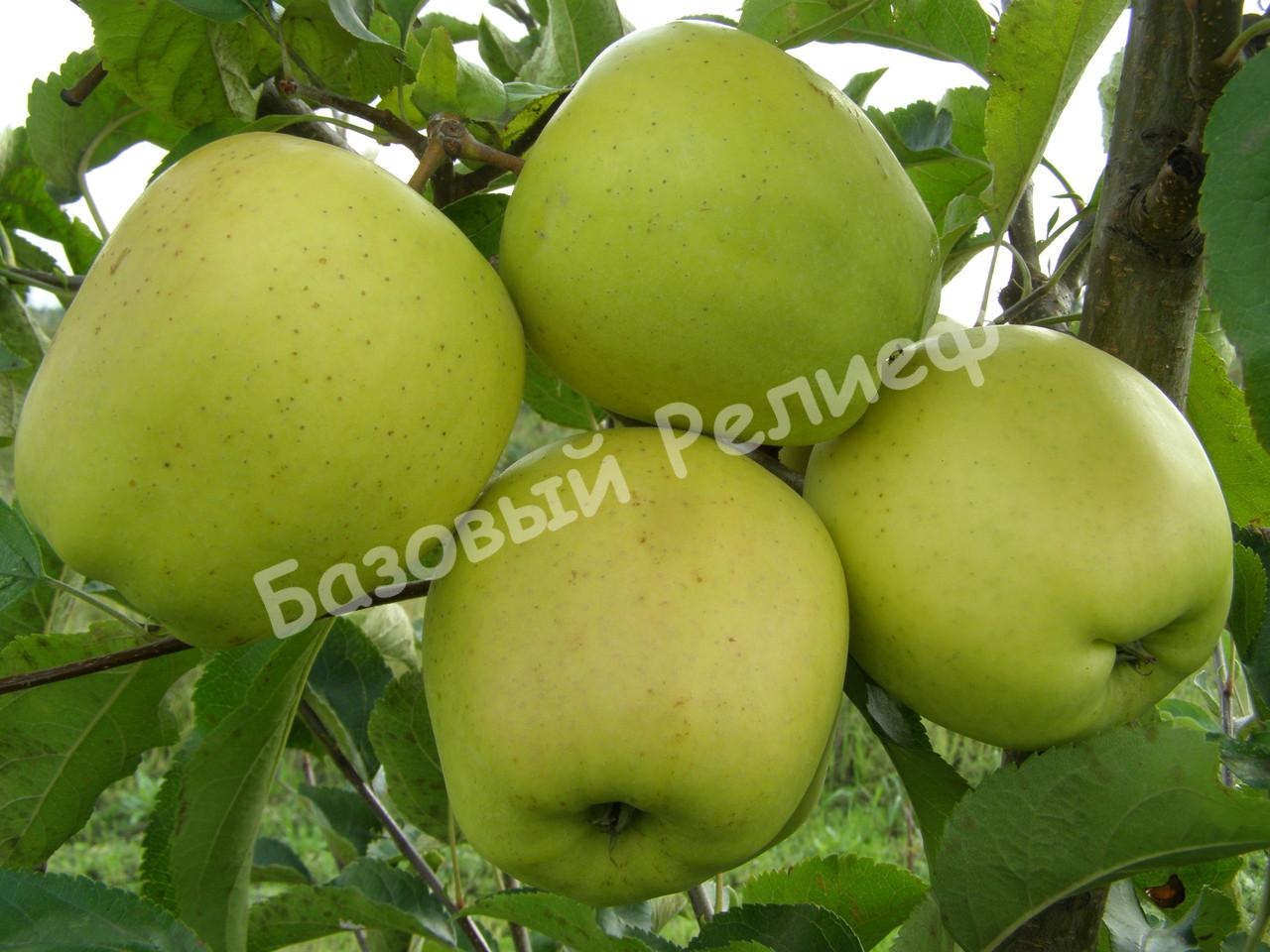 Яблоня зимняя Марго