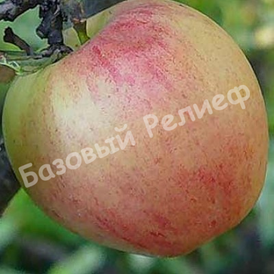 Яблоня зимняя Благодать